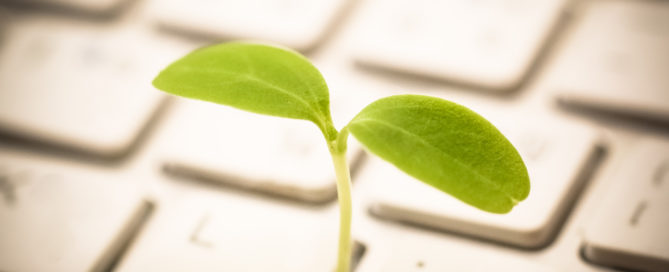 Leaf growing out of keyboard