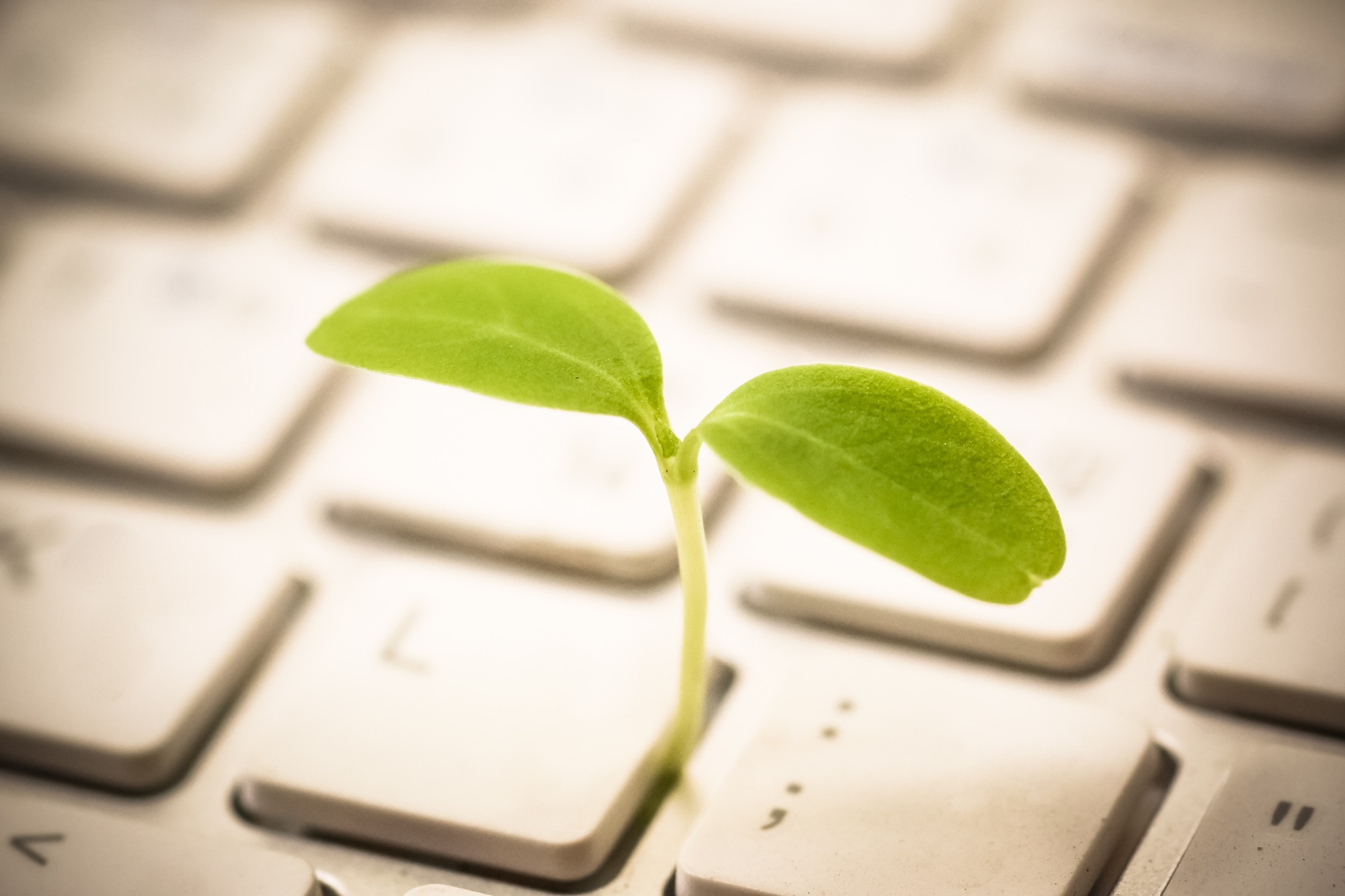 Leaf growing out of keyboard
